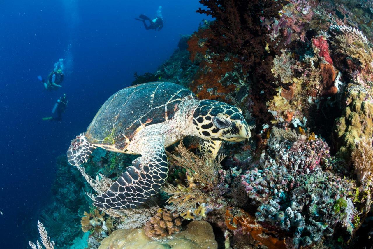 Raja Ampat Biodiversity Nature Resort Exterior foto